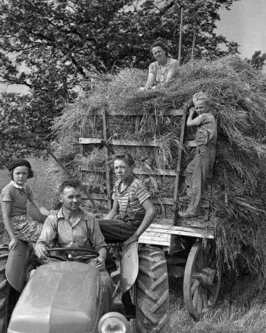 Horben - Heuernte 1955